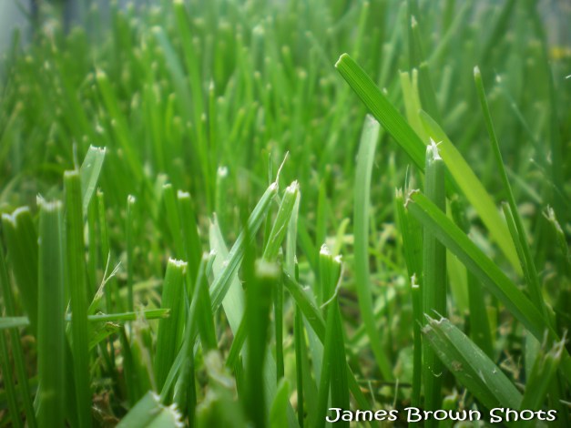 Grass So Green