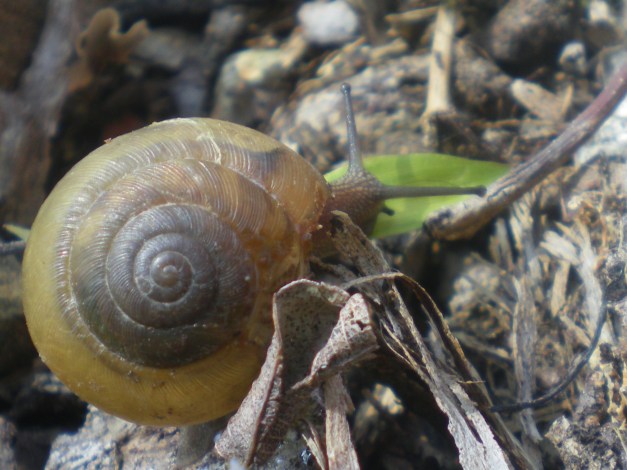 Moving At a Snail's Pace