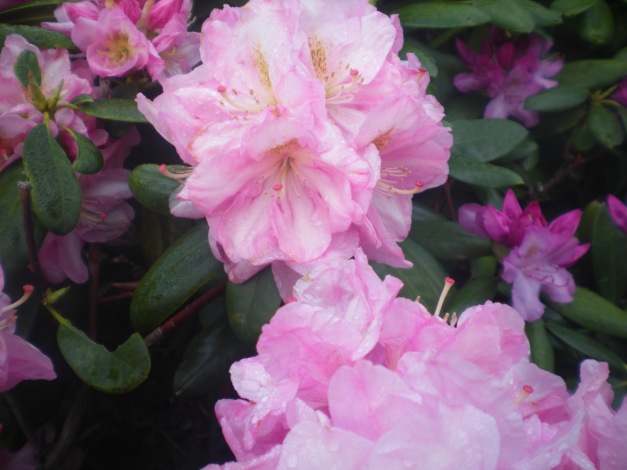 Rhododendrons In Full Bloom 